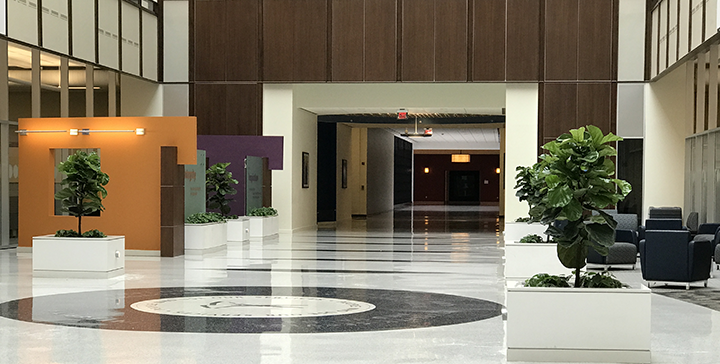 Ficus Lyrata Atrium